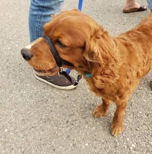 Meet your Posher, Kris